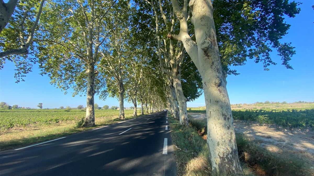 Josef was pleasantly surprised by his travels through France. His unforgettable experiences included riding through many kilometres of roads lined with plane trees. 